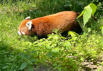  Red panda on the grass