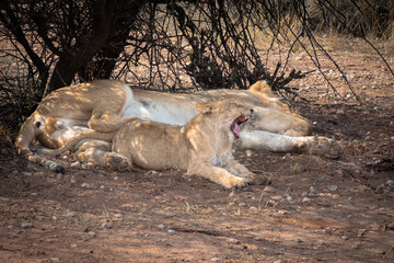 Naklejka na ściany i meble A fluffy lion cub yawns as its father sleeps off a meal at a game reserve in cental Namibia.