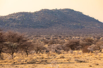 Fototapeta premium Zebra blend into the dry landscape in central Namibia.