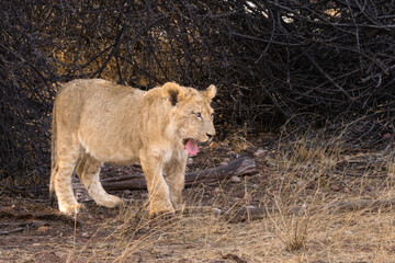 A fluffy lion cub walks in the bush at a game reserve in central Namibia.