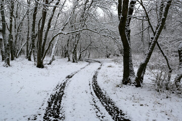 winter trail in forest - 711665300
