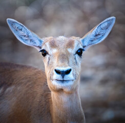 Obraz premium Portrait de femelle Cobe Lechwe, photo animalière 