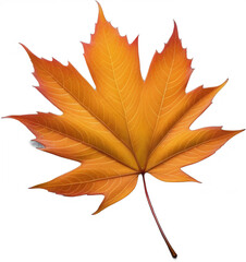 Autumn-hued leaf isolated on a clear background with a textured overlay.