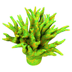 3D Rendering Coral on White © photosvac