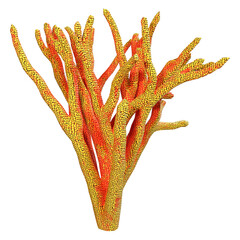 3D Rendering Coral on White © photosvac