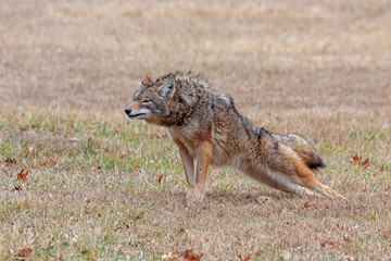 A Coyote Stretches in a Prairie