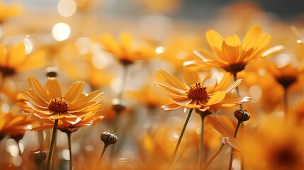 Whimsical sunflower dreams  a captivating gentle bokeh background with contrasting colors