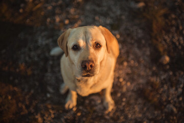 older yellow labrador retriever dog sitting looking up at the camera at sunset