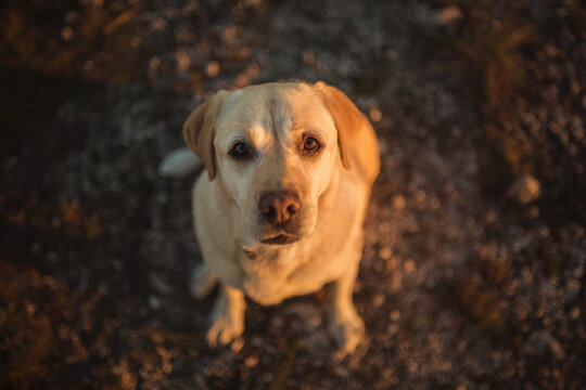 older yellow labrador retriever dog sitting looking up at the camera at sunset