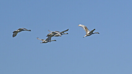 small flock of immature mute swans in flight