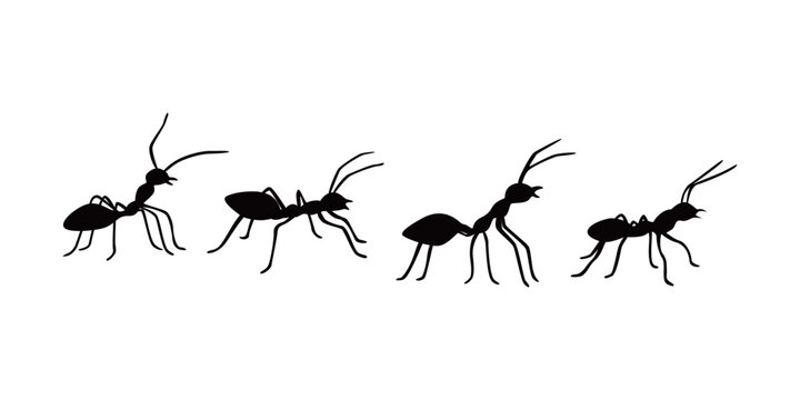 ant silhouette design. small animal sign and symbol.