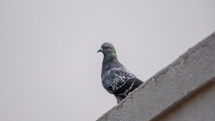 pigeon in the city