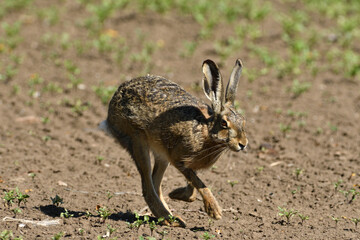 Brown hare wildlife walking on agricultural field 