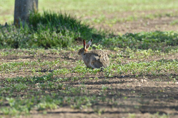 Fototapeta premium Brown hare eating spring green grass on the meadow