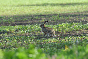Brown hare eating spring green grass on the meadow