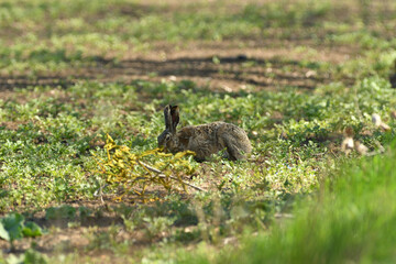 Fototapeta premium Brown hare eating spring green grass on the meadow