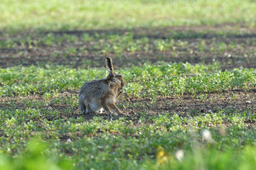 Naklejka na ściany i meble Brown hare wildlife walking on agricultural field 