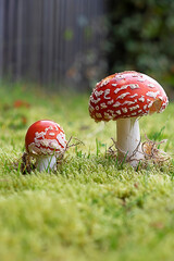 two fly agaric mushrooms with red caps growing on green moss close-up on a sunny day
