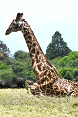 Giraffen im Arusha-Nationalpark in Tansania
