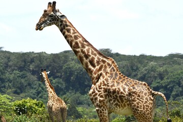 Obraz premium Giraffen im Arusha-Nationalpark in Tansania