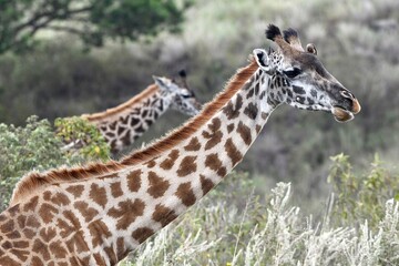 Giraffen im Arusha-Nationalpark in Tansania