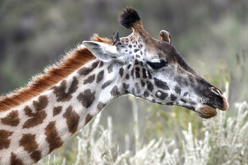 giraffe eating grass