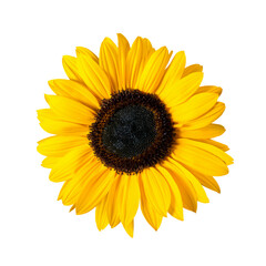 Fototapeta premium Sunflower flower transparent