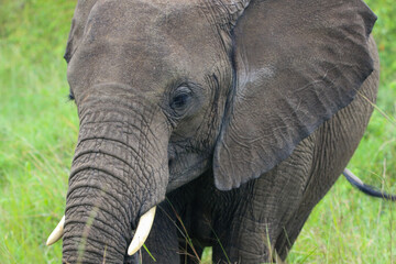 Elephant portrait at Maasai Mara National Reserve in Kenya