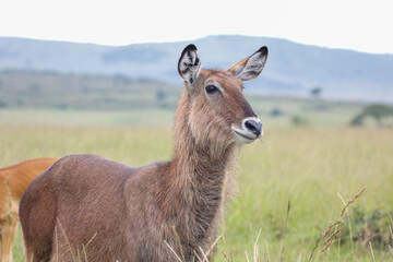 Female waterbuck at Maasai Mara National Reserve in Kenya