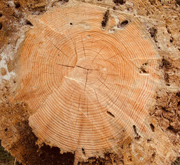 cur trunk of a tree showing the age rings