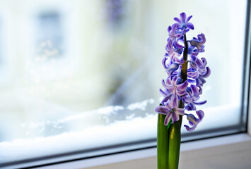 blooming purple hyacinth on the winter window