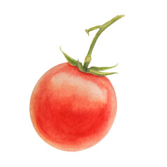 Fresh ripe cherry tomatoes on branch. Hand drawn watercolor illustration of red organic vegetable, close-up, vegetarian food, natural ingredient, package design element. Realistic botanical painting