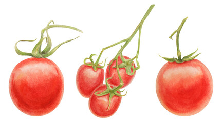 Fresh ripe cherry tomatoes on branch. Hand drawn watercolor illustration of red organic vegetable, close-up, vegetarian food, natural ingredient, package design element. Realistic botanical painting