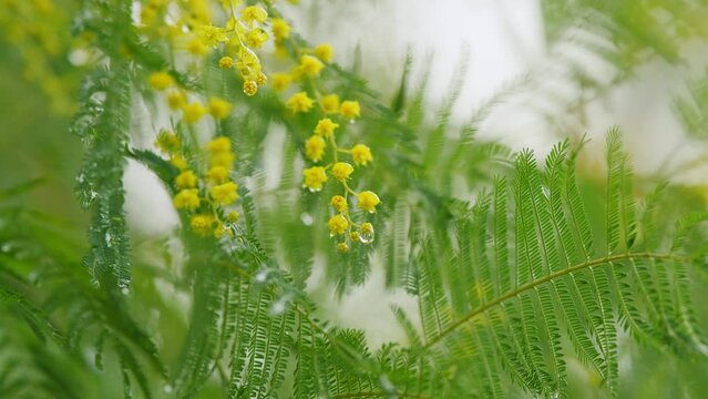 Sunny Spring Day. Mimosa Tree. Yellow Fluffy Acacia Dealbata Mimosa Tree Flowers. Spring Is Coming.