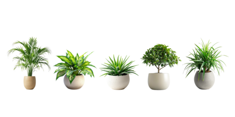Set of Green plants in potted for interior decoration isolated on transparent png background, Houseplant for decorated in bedroom or living room, minimal natural health concept.