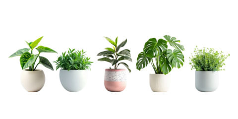 Set of Green plants in potted for interior decoration isolated on transparent png background, Houseplant for decorated in bedroom or living room, minimal natural health concept.
