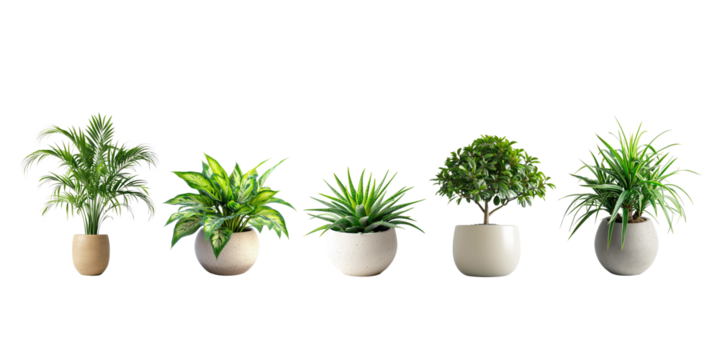 Set of Green plants in potted for interior decoration isolated on transparent png background, Houseplant for decorated in bedroom or living room, minimal natural health concept.