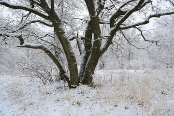 oak tree on winter meadow - 711690301
