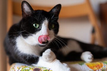 ritratto di un gatto bianco e nero che si lecca i baffi con la lingua