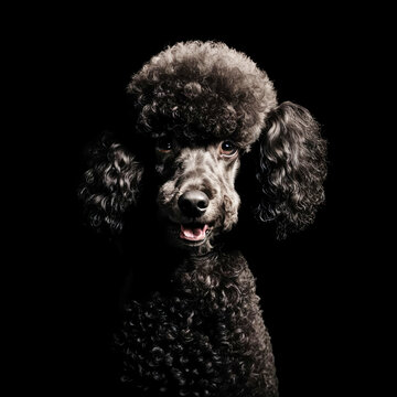 cute little pet dog, poodle, pet. artificial intelligence generator, AI, neural network image. background for the design.