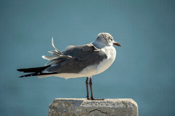 Wild seagull water bird perching on harbor railing in Florida. Wildlife in Southern USA