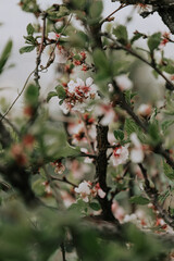 Blooming apple bush. Many flowers blooming on a branch, green fresh foliage.