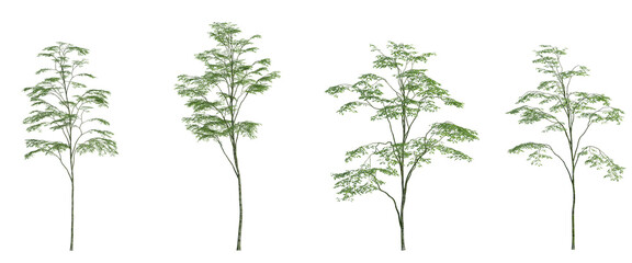 3d rendering tree isolated cut background