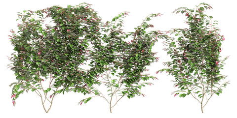 3d illustration of creep plant Actinidia kolomikta isolated on transparent background