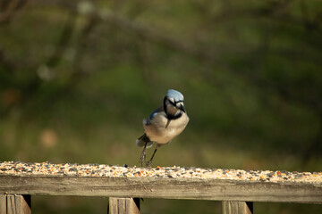 This beautiful blue jay bird is standing on the wooden railing. The pretty bird looks like he is...