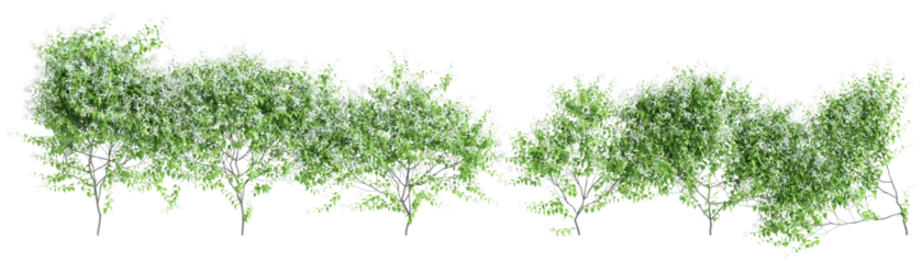 Foto op Canvas 3d illustration of creep plant Clematis paniculata isolated on transparent background © TrngPhp