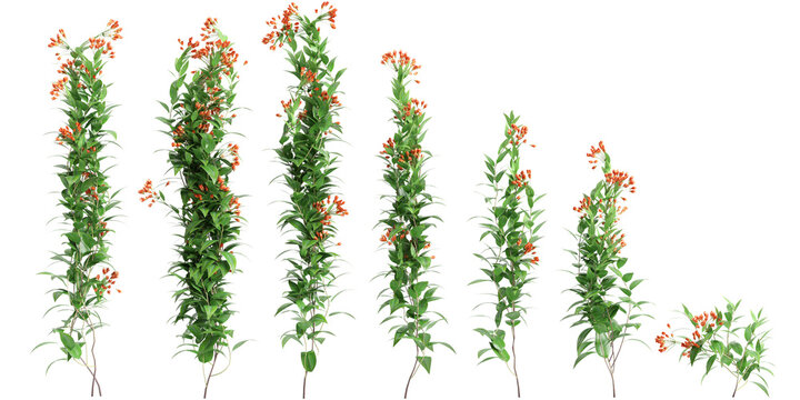 3d illustration of set Bomarea multiflora creep plant isolated on transparent background
