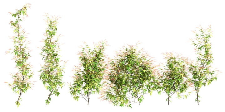 3d illustration of set Ipomoea lobata creep plant isolated on transparent background