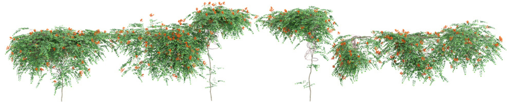 3d illustration of set Campsis radicans isolated on transparent background