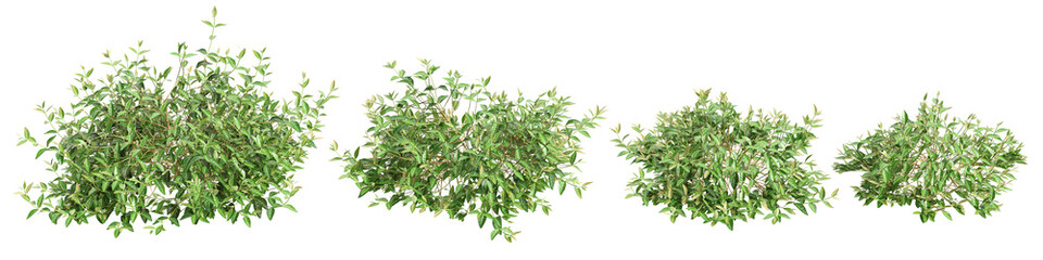 3d illustration of set Trachelospermum asiaticum bush isolated on transparent background